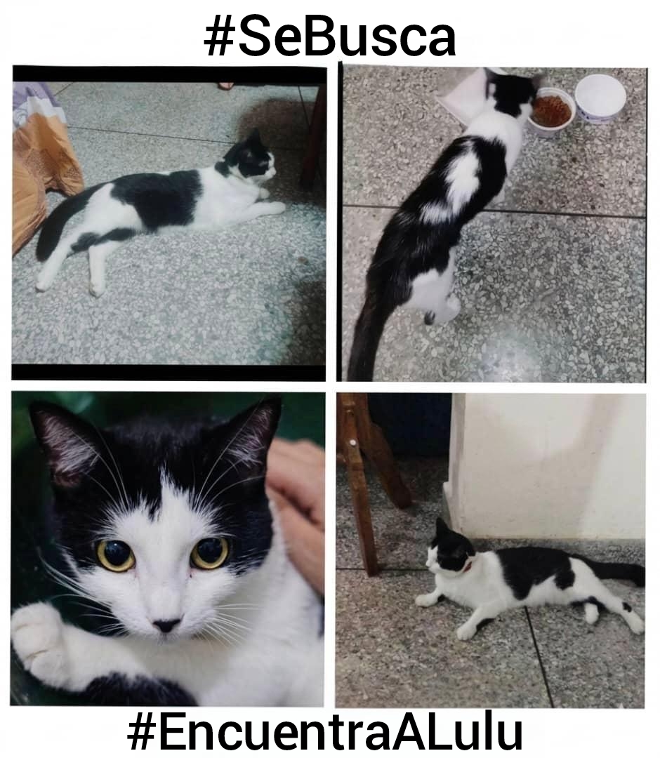 NuriTrejo's tweet photo. #1Jul. ¡Atención! Se busca a Lulú en Safari Carabobo y zonas cercanas. ¡Excelente recompensa! Si sabes algo, contáctanos al 0412 0337999 o por DM (X) @NuriTrejo. #EncuentraALulu #SeBusca 🐾 https://t.co/YmHtvDYKxc
