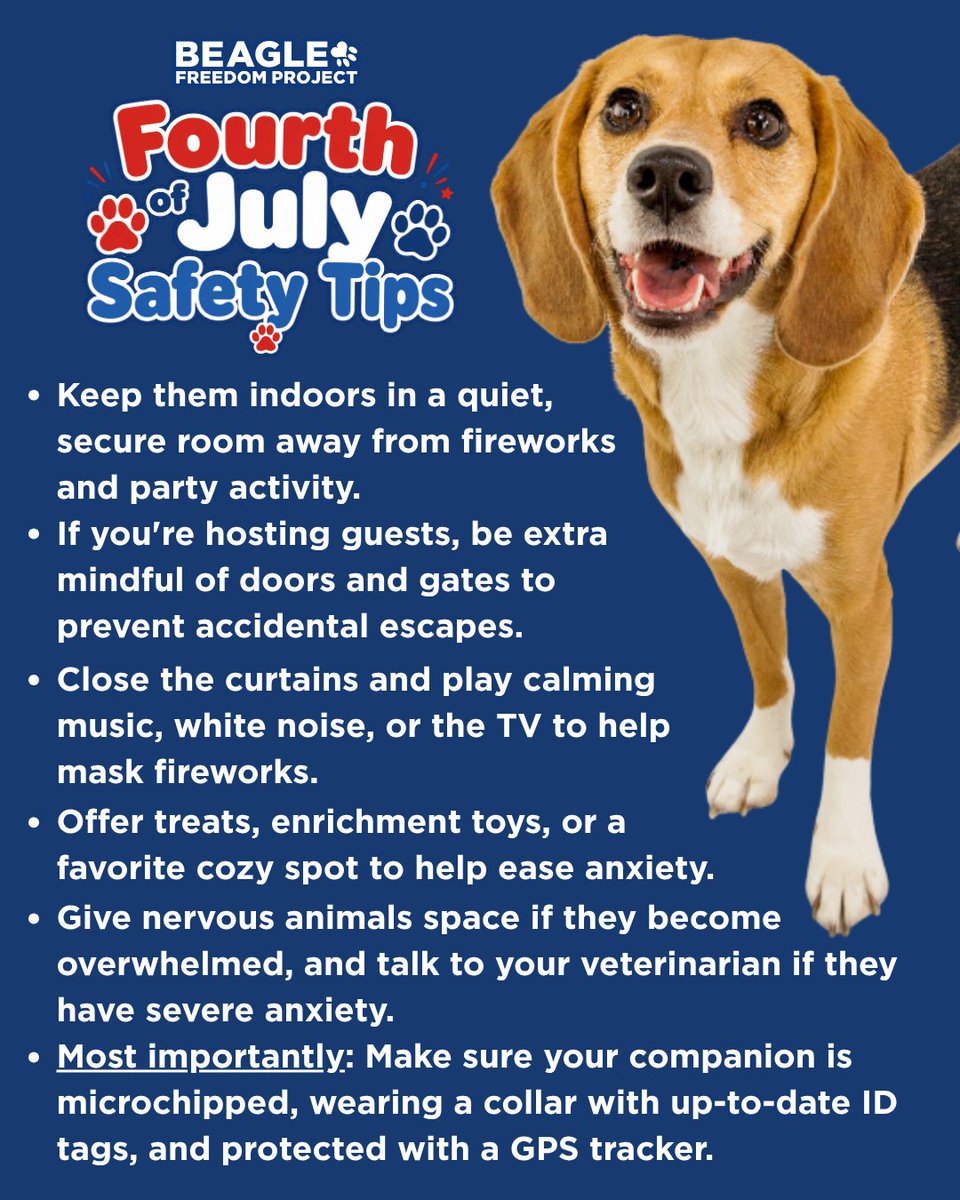 Beagle Freedom Project tweet media