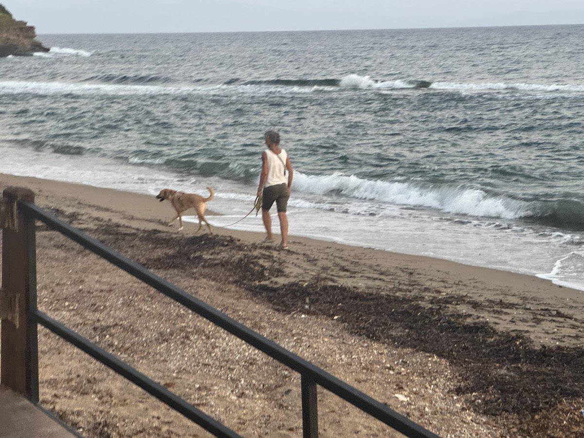 cetinkayakoc's tweet photo. Köpeğin gireceği ve giremeyeceği plajlar ayrı olmalı. 15 saniye önce bu köpek dışkısını kumlara bıraktı. Sahibinin elinde plastik torba yok ve dışkı kumlara ve denize karışacak. Burası Mayi Bayraklı Menderes Özdere Çukuraltı Plajı @menderesbel @iLkayeFe https://t.co/ctk35SURyu