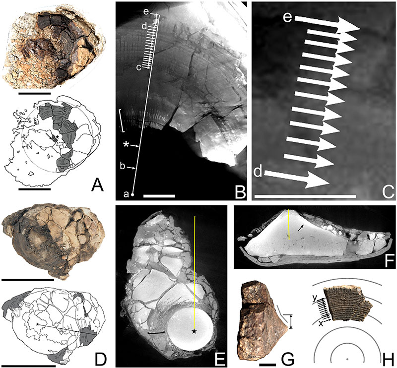 PaleontologieFr's tweet photo. 🦈Des vertèbres géantes redécouvertes au Danemark 🇩🇰 confirment l’incroyable taille d’#Otodus megalodon ! Ce #requin aurait pu dépasser 24 m, mais son gabarit maximal reste encore à préciser.📏
#Miocène #Chondrichthyes 

📰 https://t.co/U1DZa1veeN

🔎 https://t.co/7se1MO6cL0 https://t.co/GGUsNNRmU1