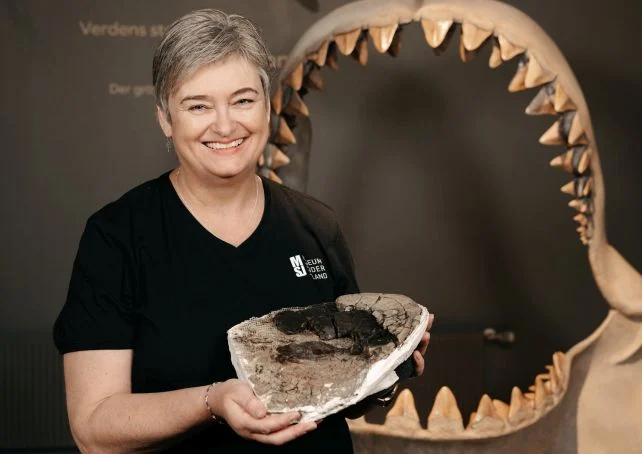 PaleontologieFr's tweet photo. 🦈Des vertèbres géantes redécouvertes au Danemark 🇩🇰 confirment l’incroyable taille d’#Otodus megalodon ! Ce #requin aurait pu dépasser 24 m, mais son gabarit maximal reste encore à préciser.📏
#Miocène #Chondrichthyes 

📰 https://t.co/U1DZa1veeN

🔎 https://t.co/7se1MO6cL0 https://t.co/GGUsNNRmU1