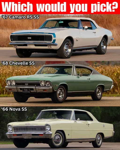 Mandywhitted2's tweet photo. which would you pick? https://t.co/4lIfGFYiJZ