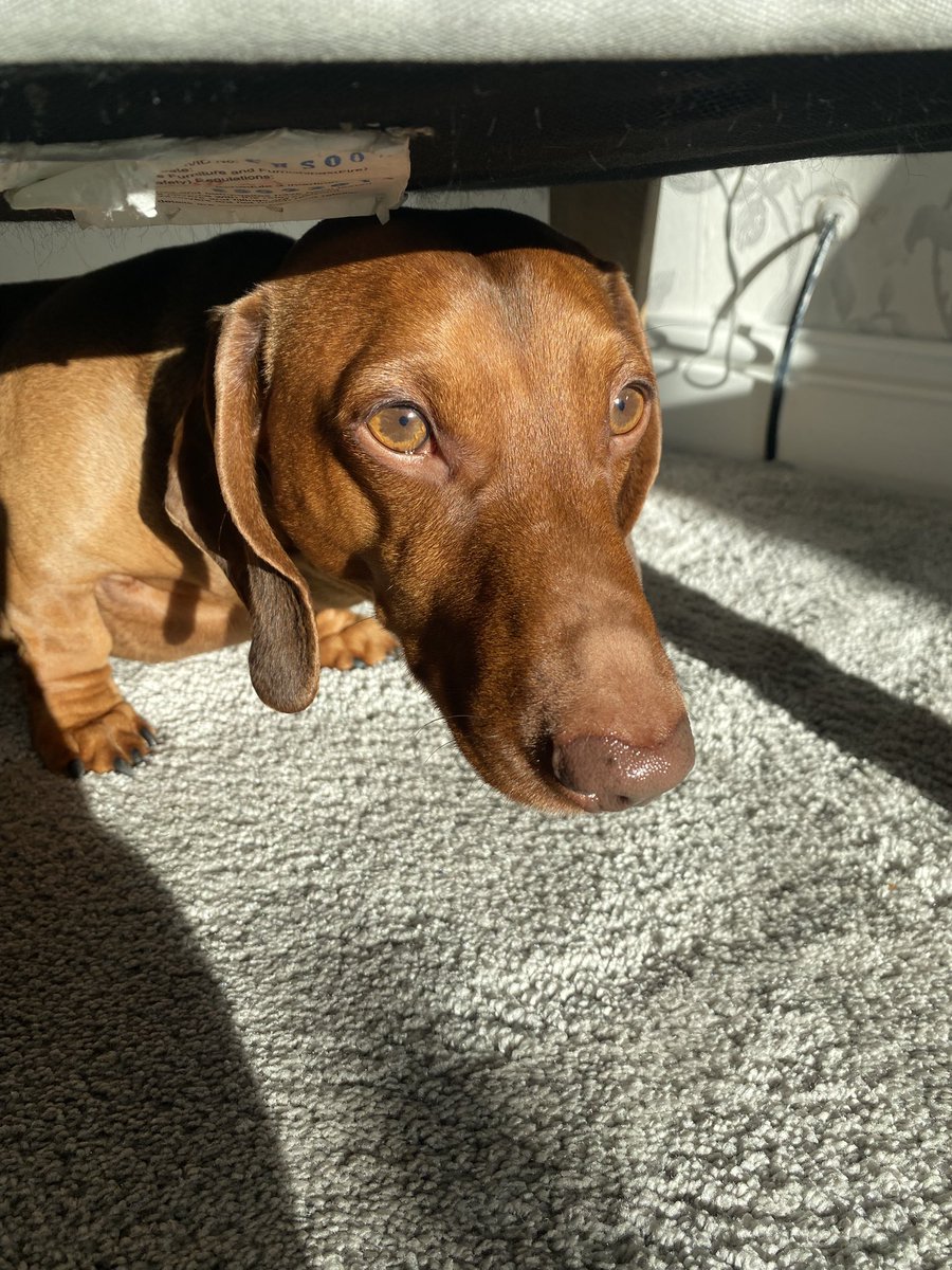 Pippin__'s tweet photo. @projecthailmary @PrimeVideo Oli is very excited to watch rocky and grace with me https://t.co/ex2FETUIms