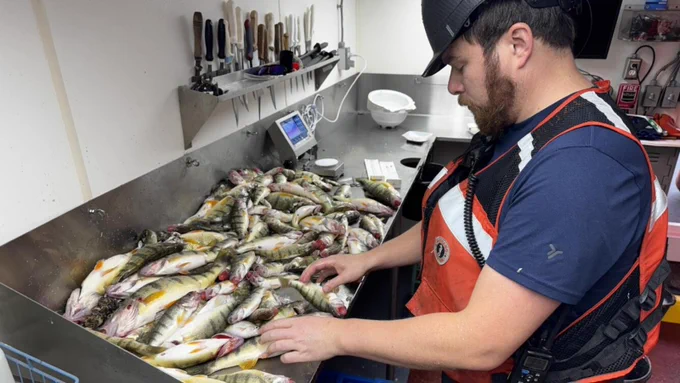Examining the catch from waters around Goderich, Ontario during a Lake Huron fall prey fish survey. Photo by Kristy Phillips, USGS 