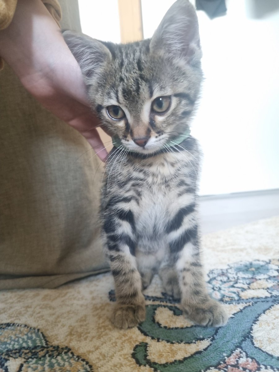 kisiselkedi's tweet photo. bi tane kedi buldum otoyoldan arabalarin arasindan kurtulmus ayaginda platin takili😓 topal kedi isteyen?? https://t.co/Dq8lY0J0Lh