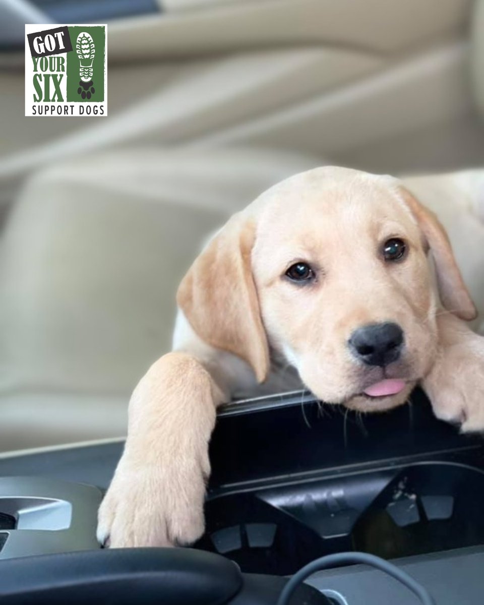 GotYour6Dogs's tweet photo. 🐶 Puppy kisses today. Life-changing impact tomorrow.
Join our puppy raiser program and be part of something truly meaningful.
📩 Learn more: aaron@gyssd.org

#GotYourSixSupportDogs https://t.co/mt4lfbxjAl