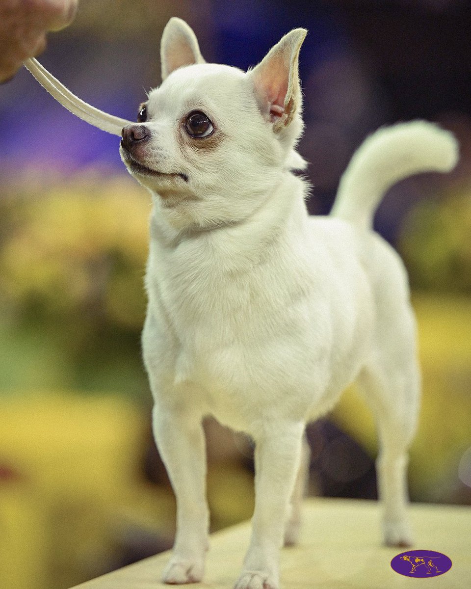 WKCDOGS's tweet photo. Bruiser Woods approved this message! 🎀😉 https://t.co/HqlfM3yab0