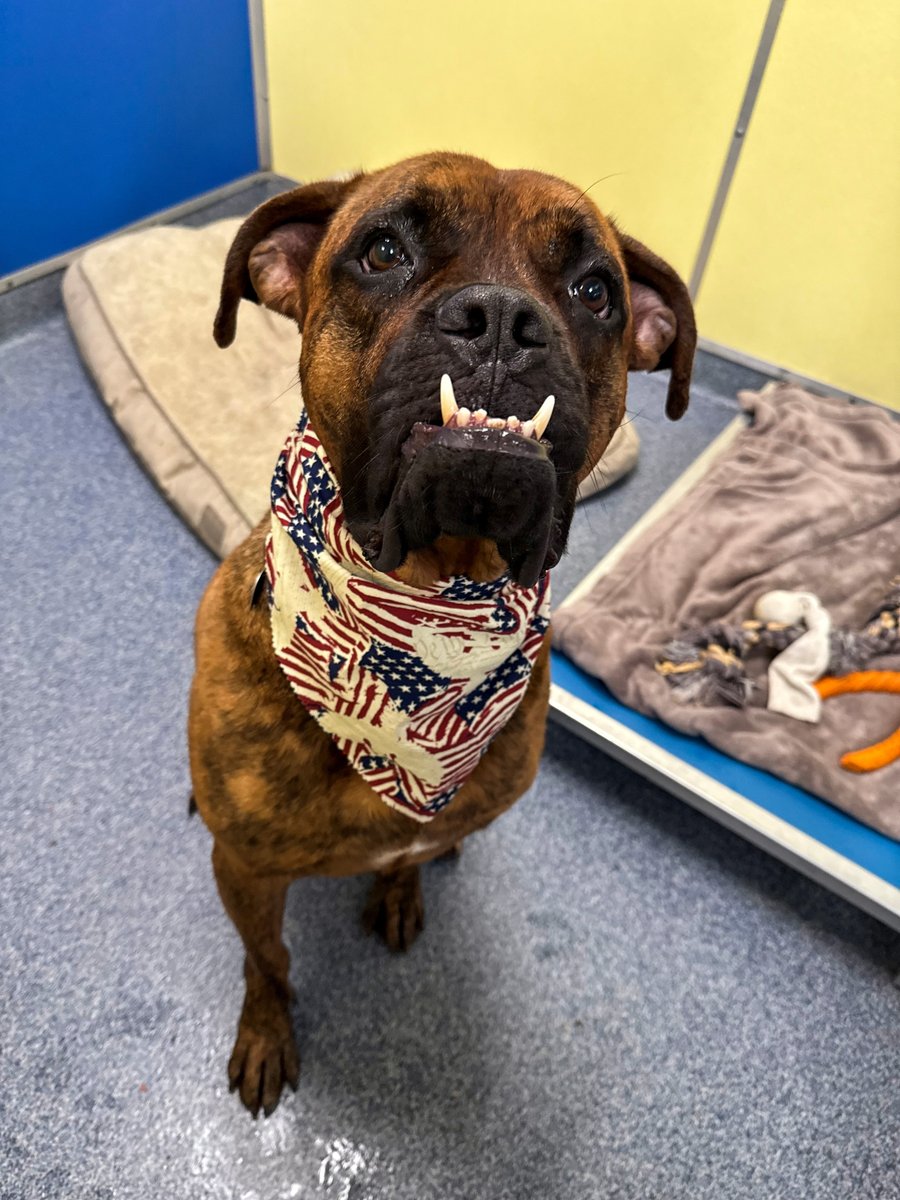 hsmo's tweet photo. 🇺🇸❤️ Stars, stripes, and underbites! ❤️🇺🇸

Meet Harley! This stunning 4-year-old brindle Mastiff is ready to declare her independence… from shelter life! 🐾✨

Come meet Harley and fall in love with that one-of-a-kind grin at our Macklind location today! ❤️🤍💙 https://t.co/GsvYTWLcpK