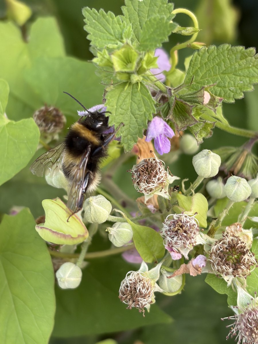 RebCoPTrainee's tweet photo. Beautiful bees 🐝 on walk 🌷 https://t.co/JhZAMlVEc2