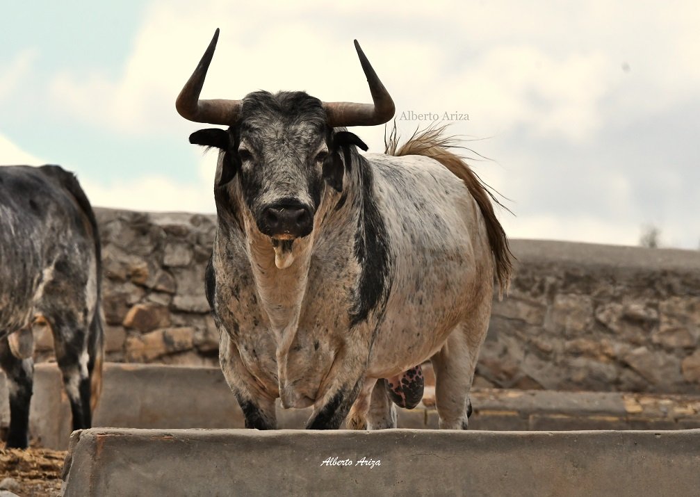 Secreto_Bravura's tweet photo. N°64 "FILÓSOFO" Cebada Gago.

565 kilos de absoluta belleza la de este toro que está causando sensación en los corrales del Gas de Pamplona.

Astifino, con buenas hechuras y con un pelo espectacular para ser uno de los toros más "famosos" de estos sanfermines @HrosCebadaGago https://t.co/TcKn58Itzg