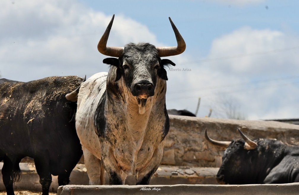 Secreto_Bravura's tweet photo. N°64 "FILÓSOFO" Cebada Gago.

565 kilos de absoluta belleza la de este toro que está causando sensación en los corrales del Gas de Pamplona.

Astifino, con buenas hechuras y con un pelo espectacular para ser uno de los toros más "famosos" de estos sanfermines @HrosCebadaGago https://t.co/TcKn58Itzg
