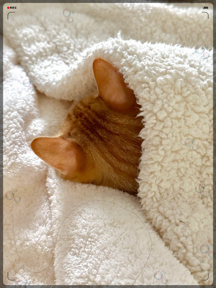 srkntbn's tweet photo. Cozy rainy Sunday at home: making hot cocoa with extra marshmallows while my cat naps on the windowsill. No plans, just soft sweaters and good vibes. https://t.co/W8I3A9iZme