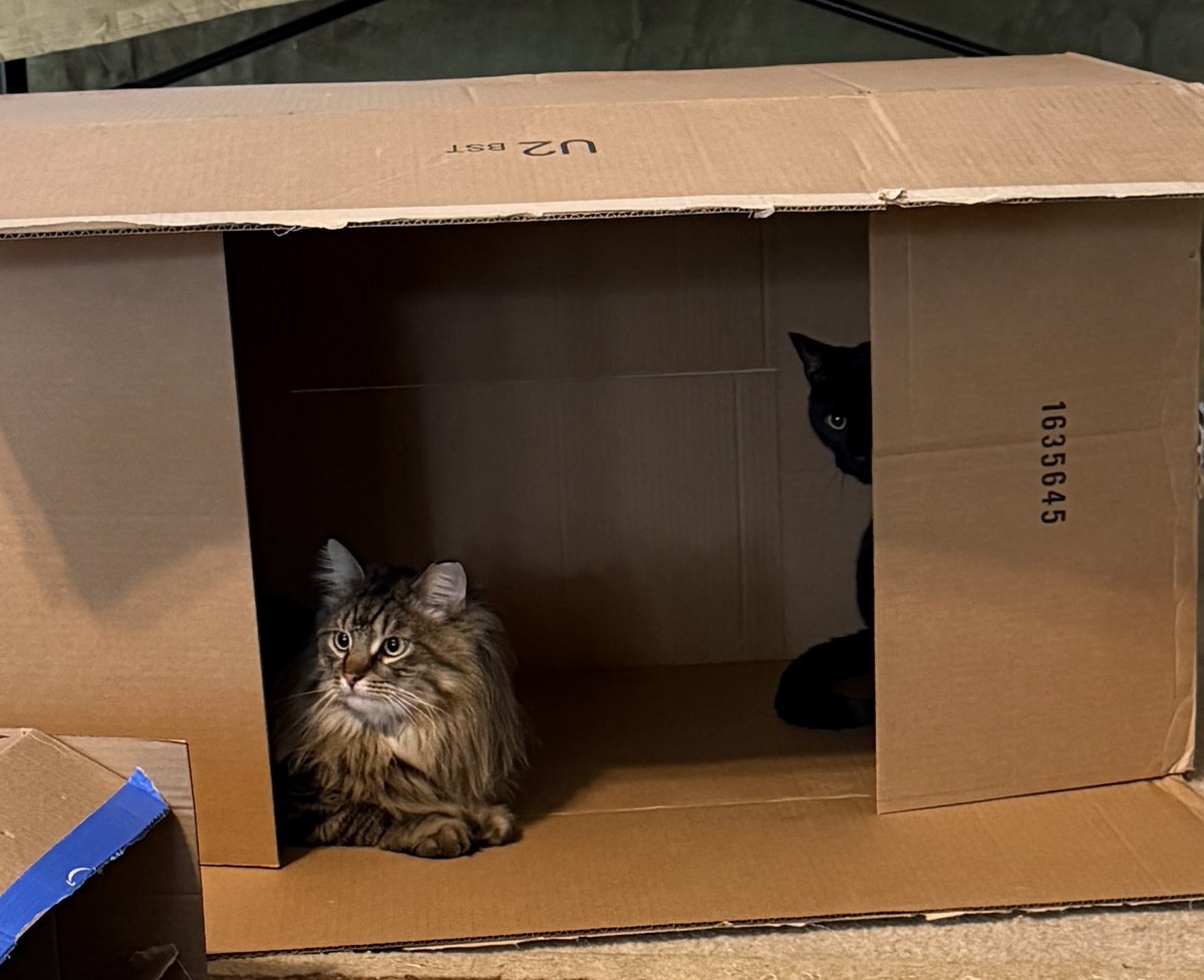 SarahThrawn's tweet photo. Hugh and Minion in their “No girls allowed” box #cats https://t.co/pdMMykA2G9