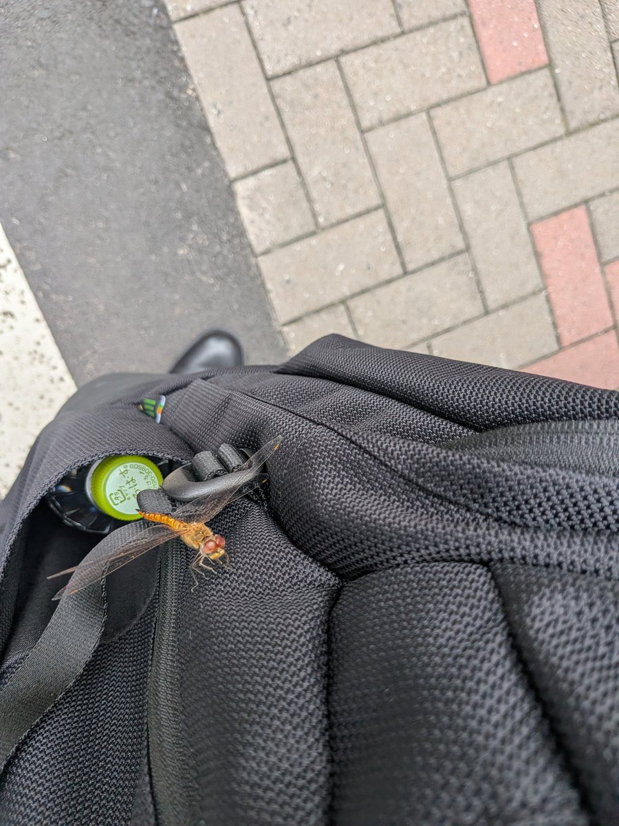 kinbatoru's tweet photo. 7月1日17:31 トンボが遊びに来た😂 https://t.co/UmGZnT5KQw