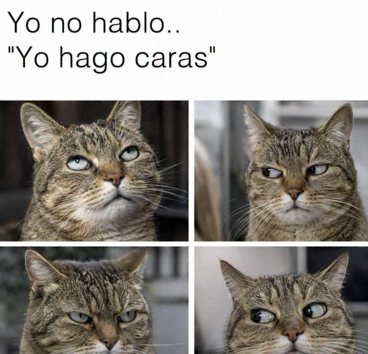 MundoDeBigotes's tweet photo. https://t.co/mgHqBzPLXU