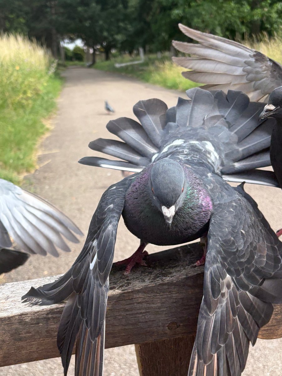 BromptonBunch's tweet photo. Wow, Anthony Hopkins caught in action fending off competition on HIS arm of the bench. He looks like a Samurai in battle #Pigeons https://t.co/OXNfk3n5R9