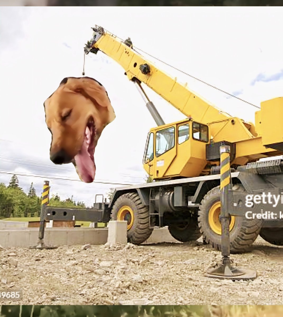 koaalu123's tweet photo. Train dog  ❌                               Crane dog✅ https://t.co/NaE35IPLhp