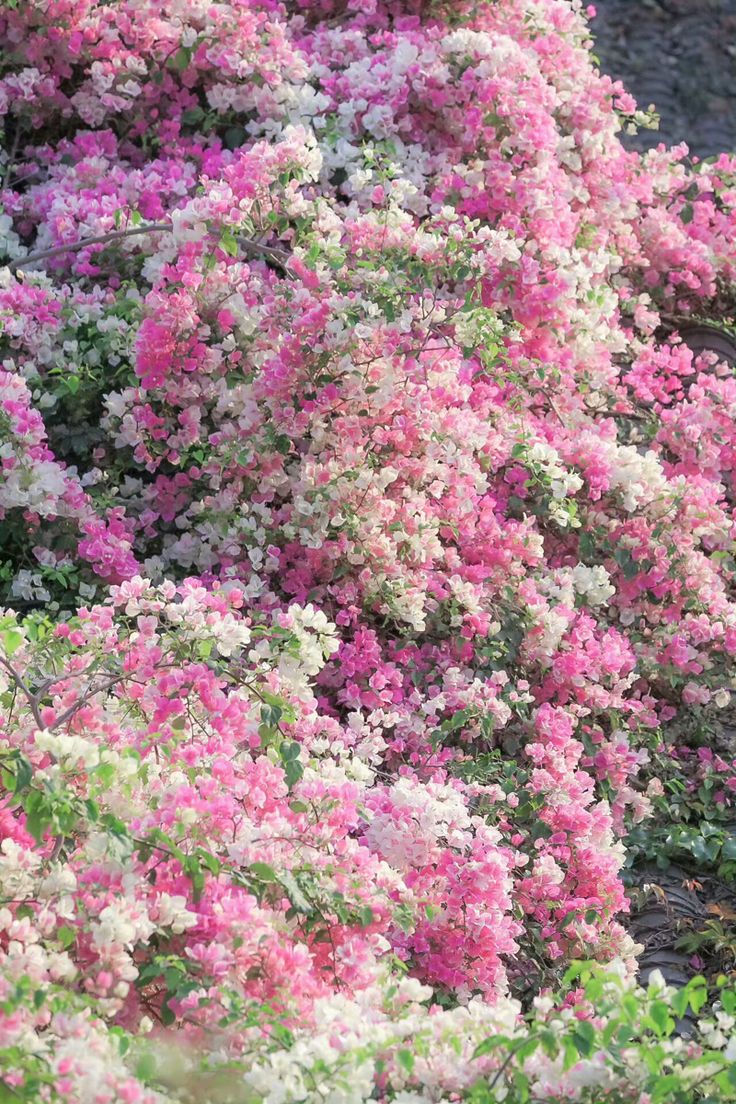 colorrvibe's tweet photo. This kind of garden https://t.co/VQB6Cpizhs