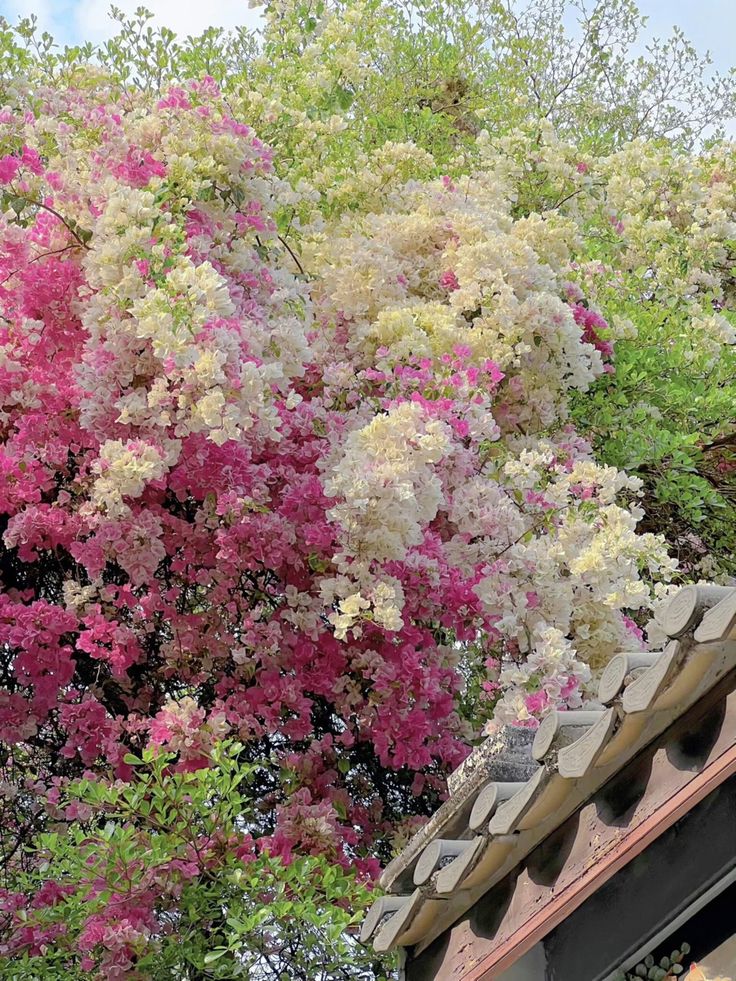 colorrvibe's tweet photo. This kind of garden https://t.co/VQB6Cpizhs