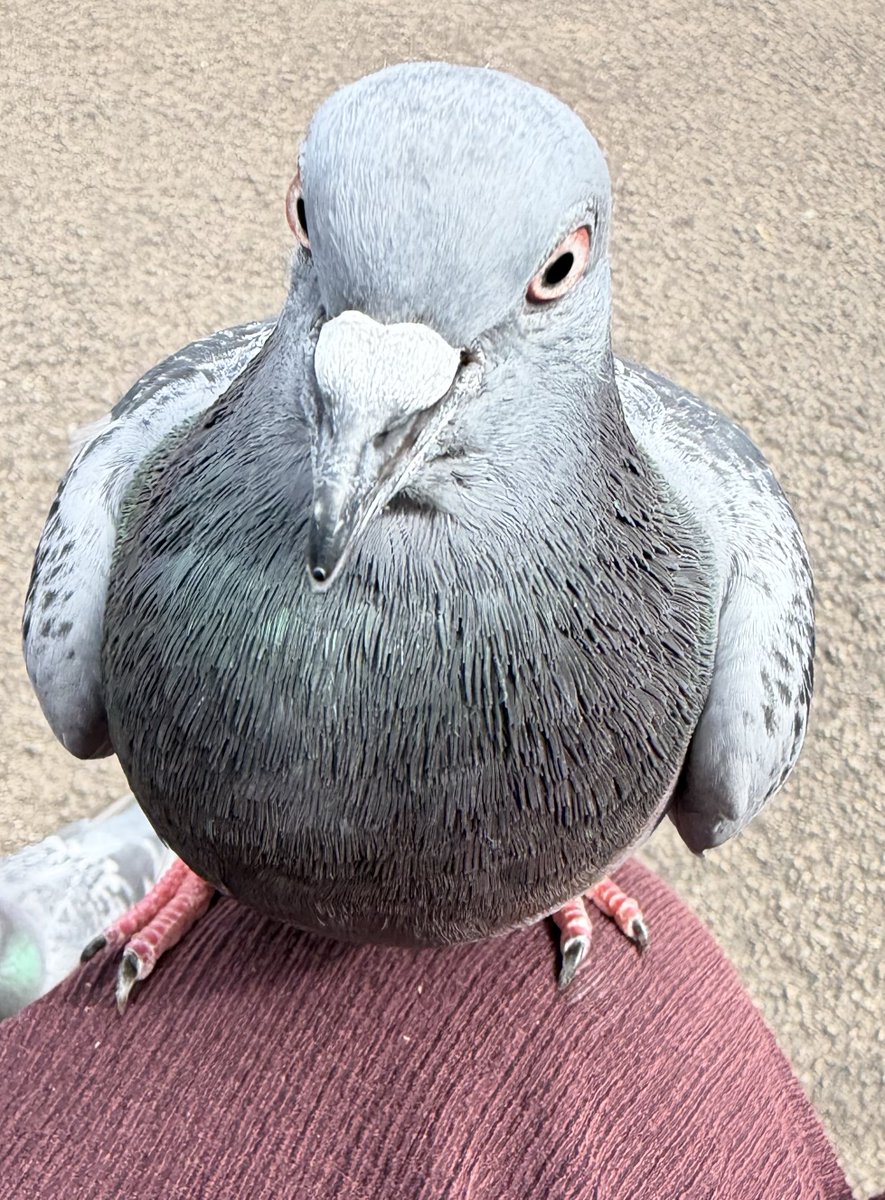 BromptonBunch's tweet photo. Violet is a very intelligent girl. She knows the route I take so flies on ahead of me until there are fewer pigeons around so she has no competition #Pigeons https://t.co/h7I4FBNF3Y