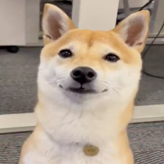 KitsuRobinhood's tweet photo. @RobinhoodApp Kitsu is ready to work https://t.co/kDgTYe6u8K