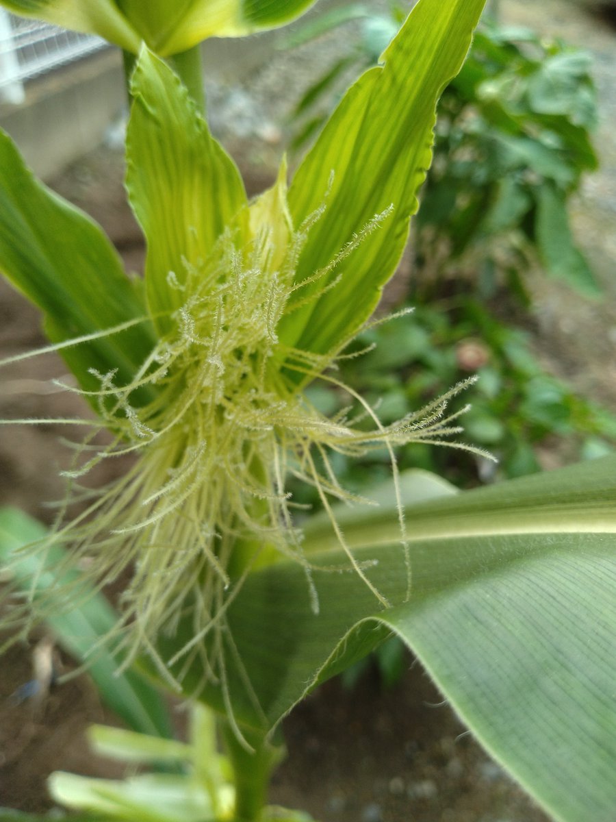 pokoland55's tweet photo. 😀家庭菜園の野菜達も、すくすくそだっています🙌

🧅たまねぎ🧅は物干し台に干して保管しています👮

🧅🌽それでは、皆さんの今日が良い１日になりますように。🍉🧅

🎵Have a nice day〜🎵

#甲府市
#家庭菜園
#野菜 https://t.co/YjO9qJiFSa