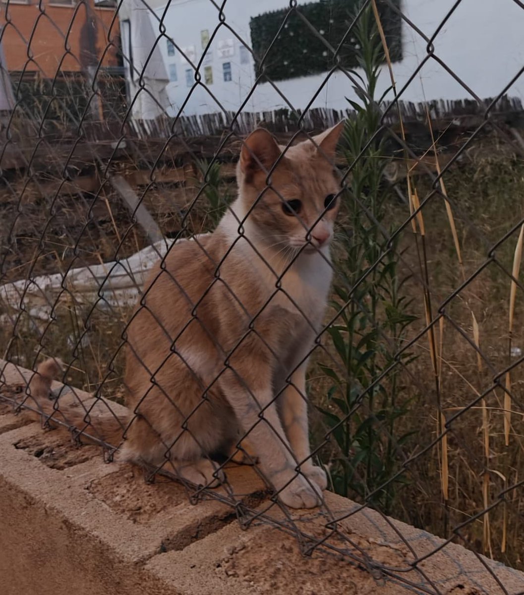 AcofalX's tweet photo. Este gatito muy joven apareció hace días por la zona de Los Ángeles en Alicante.
Es cariñoso, se deja acariciar y no tiene miedo a los perros.
Las alimentadoras de la zona le dan de comer y lo tienen localizado.
Busca casa de acogida o ADOPCIÓN

 Está perdiendo peso 
 662127108 https://t.co/eSDXt4Pf0K