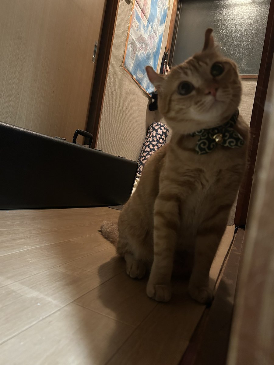mmu__89's tweet photo. @cbjapanofficial うちのにゃんこです！
ご縁がありますように🐱 https://t.co/mG4oHZ7yEo