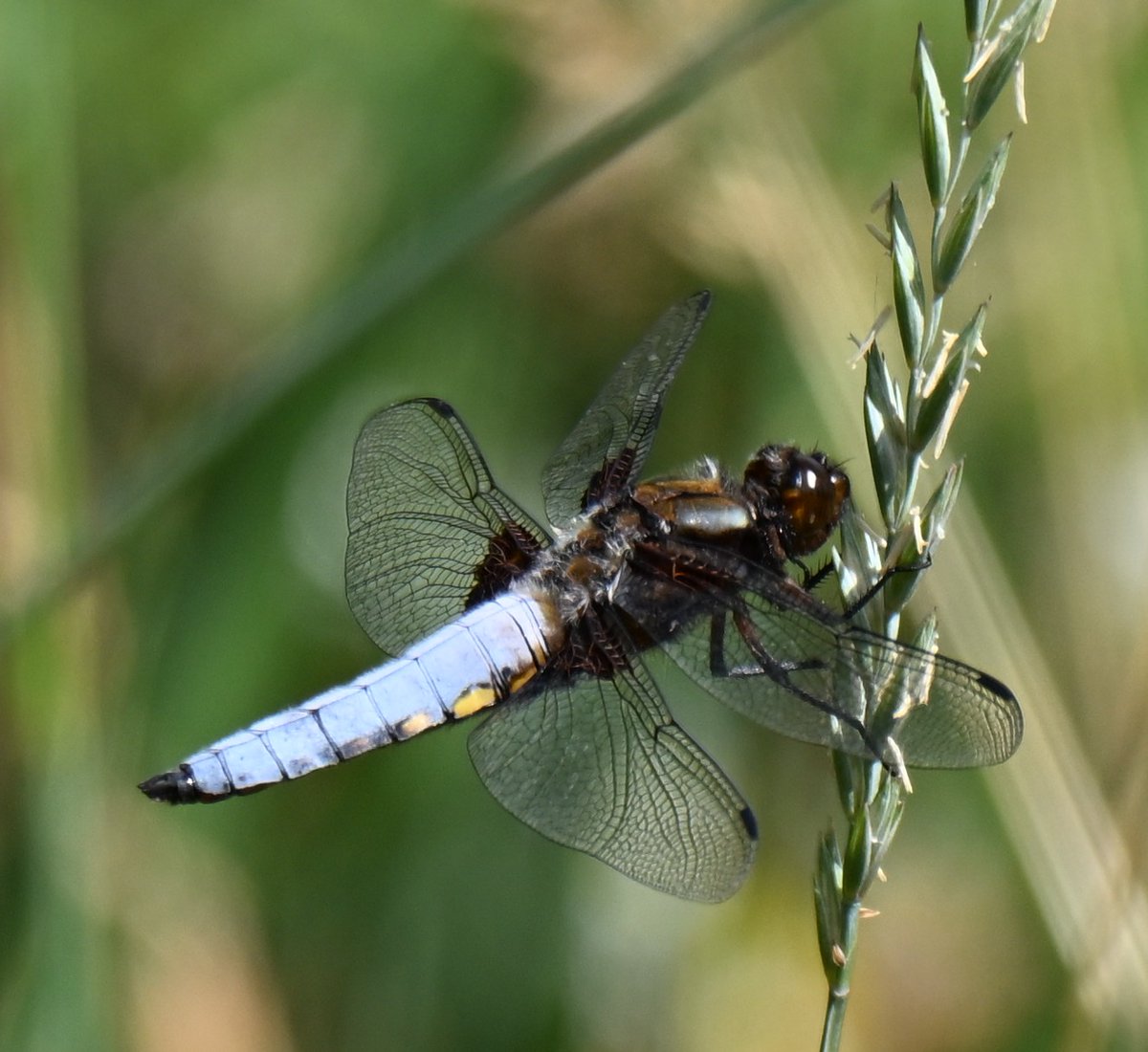 ockerby1's tweet photo. Rodley Nature Reserve https://t.co/OLFDeysIZJ
