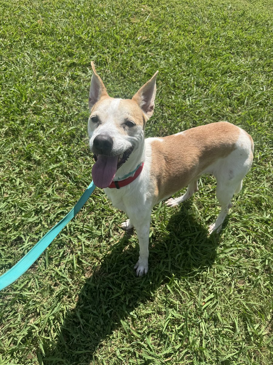 tattedprotein's tweet photo. Shelter pups of the day https://t.co/bRYlxwp0O5