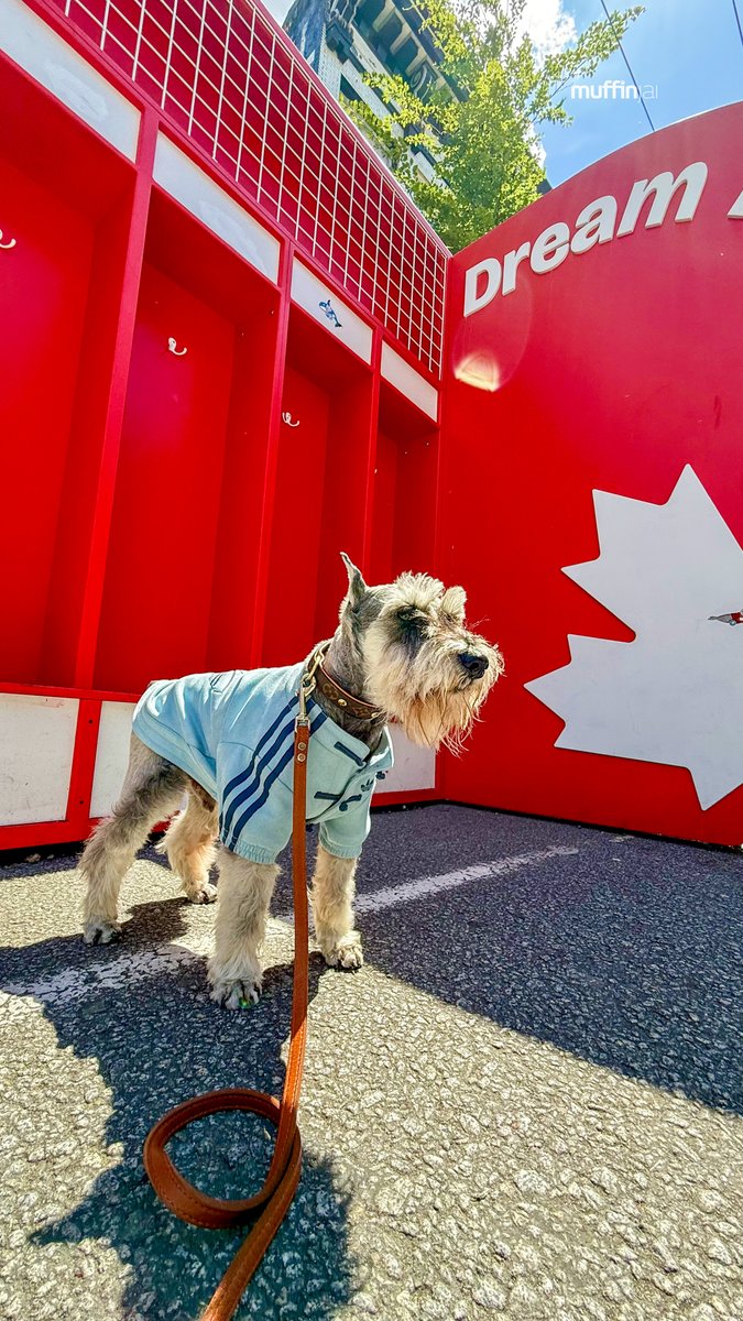 muffinjai's tweet photo. Happy Canada Day from your favorite patriotic pup! ๐จ๐ฆ Iโve officially infiltrated the Team Canada dream team locker room, and let me tell you, the vibes are absolutely immaculate in here.
#CanadaDay #TeamCanada #DreamTeam #VancouverLife #SchnauzerStyle #Vancouver https://t.co/91G6TZHhXJ