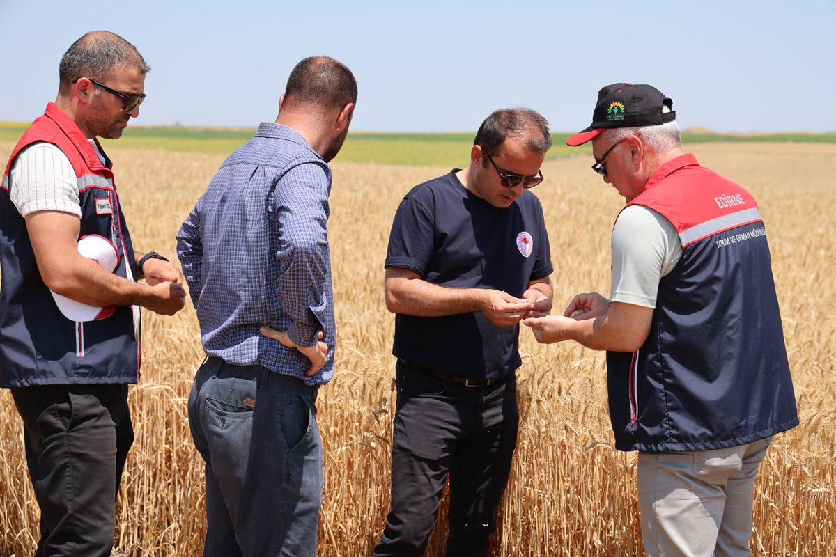 EdirneTrm's tweet photo. 📍 Buğday Demonstrasyon Alanında Hasat Zamanı🌾
📌 Ayçiçeğinde Farklı Ekim Yöntemleri ve Ekim Zamanları Demonstrasyonunda Buğday Hasadı Gerçekleştirildi 🌻🌾
👇👇👇
https://t.co/1uAp7JmLQl

@TCTarim 
@Bugemtr https://t.co/Wg3MwcuSyx