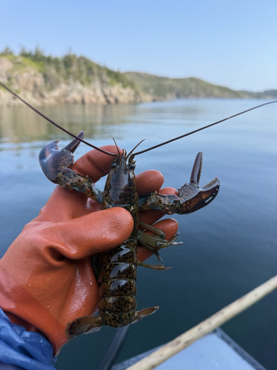 LStuckey7's tweet photo. Happy Canada Day 🦞 https://t.co/Ef9oVmS6lh