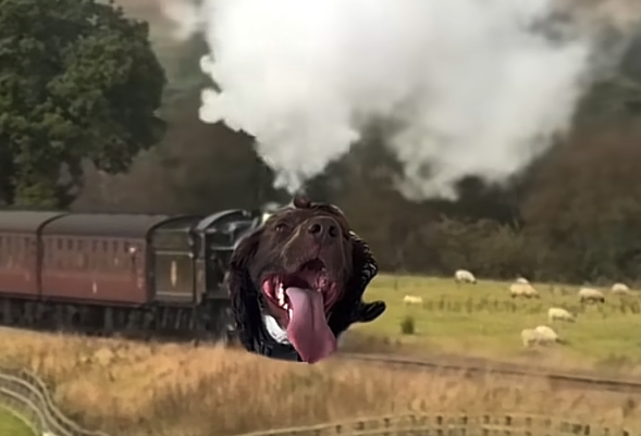 dtereshchuk's tweet photo. Traindog is at 2m and i found the TikTok version of it.

Ruby The Pooch is going super viral right now for being the panting train dog.

Perfect beta play to the main.

$Ruby

4m views in 2 days: https://t.co/TGeQVyTKKM https://t.co/K3bgFG1HzK