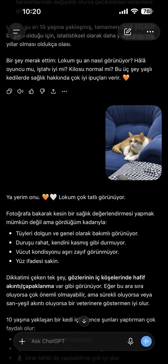 winterrffell's tweet photo. lokito sarman diye turuncu kalp atması bagırtıyo https://t.co/dpStxVK3mC