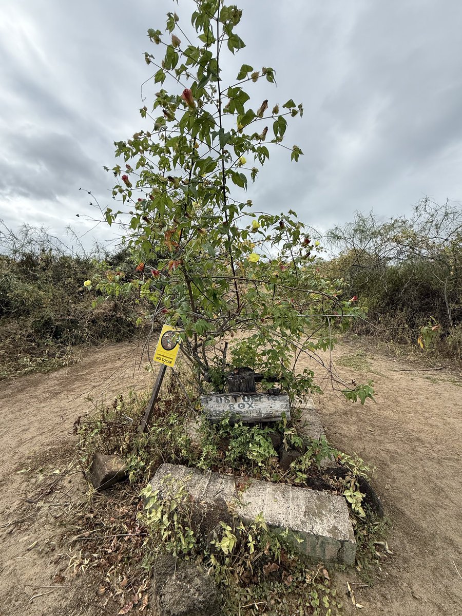 TereRodriguezTV's tweet photo. Today @AllanLeviMD & I visited Floreana #galapagos home of the first “free” post office in the area where sailors would leave mail & visitors would sort thru it & personally deliver it if they were headed that way. Also did kayacking! Amazing activities @Silversea #silverorigin https://t.co/DtogkLCuCu
