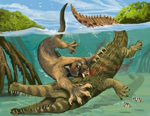 YutyTyrant's tweet photo. 🦖 Daily Paleo 🦖; Feliopsis palaeojavanica

Croc killing kitty? From Early to Middle Pleistocene Java, "cat-like" was a tiger sized pantherine with powerful canines that would have functioned like a "splitting wedge" allowing it to bite into large, armored prey like crocodiles https://t.co/erzlvtRfea