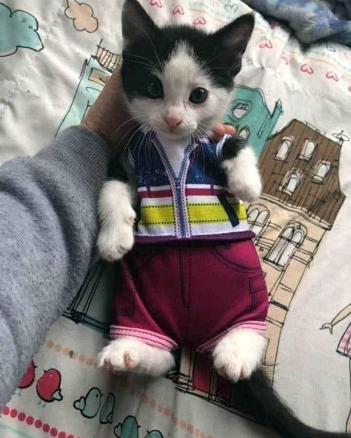 PunchingCat's tweet photo. https://t.co/gmnNOzpAAh