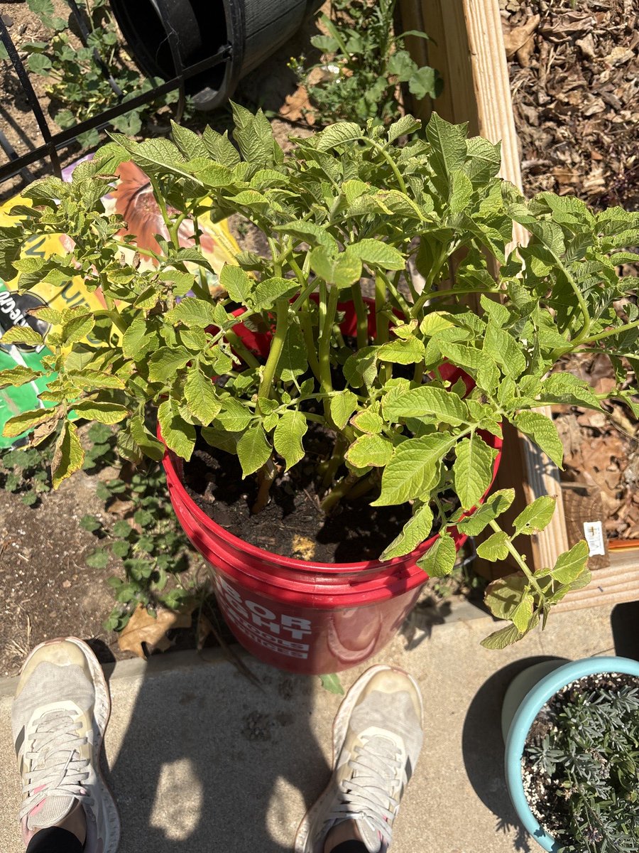 littleBEElight's tweet photo. For Shits and giggles I threw a sprouted potato in back soil in march, and now WE HAVE POTATOES! 🥔 
I think it’s a bit too soon to harvest, but getting close. I’m so excited 😂 https://t.co/VIqAPZWEco