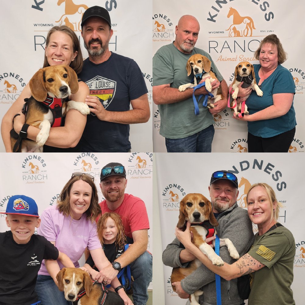 kindnessranch's tweet photo. We're wrapping up June with an incredible 20 adoptions! 

Twenty former research beagles have found their forever homes and are beginning the next chapter of their lives surrounded by the love they deserve.

Adopt here: https://t.co/x8bCpS1ExB https://t.co/Jve2NGb6Zc