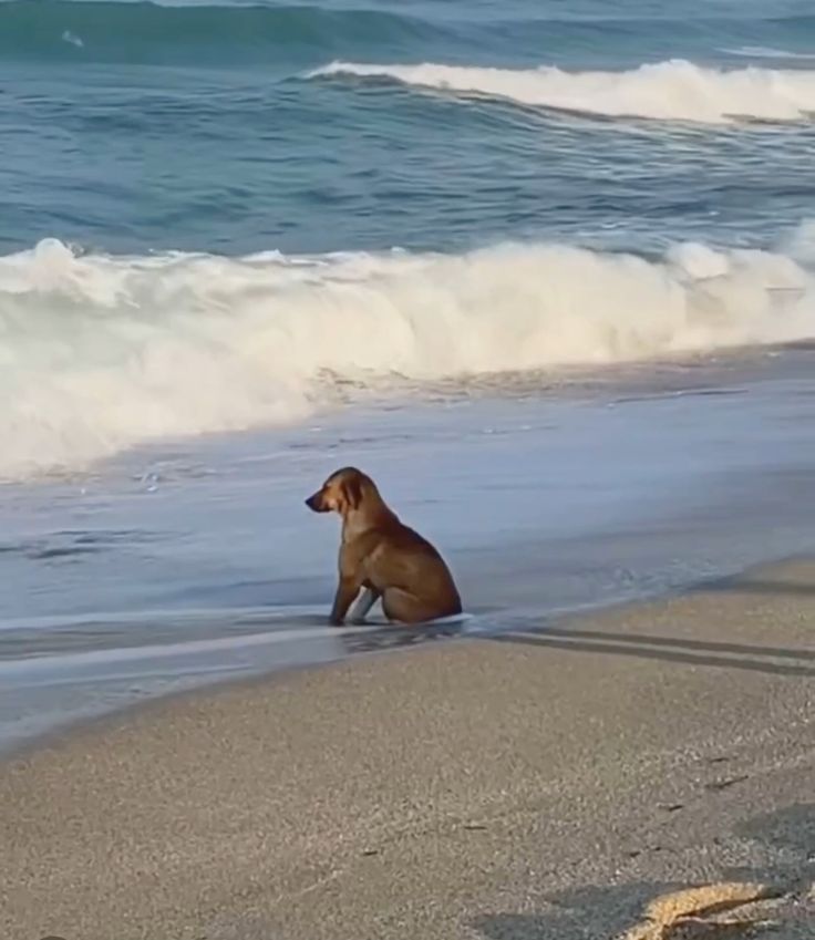 Daily rendog as dogs tweet media