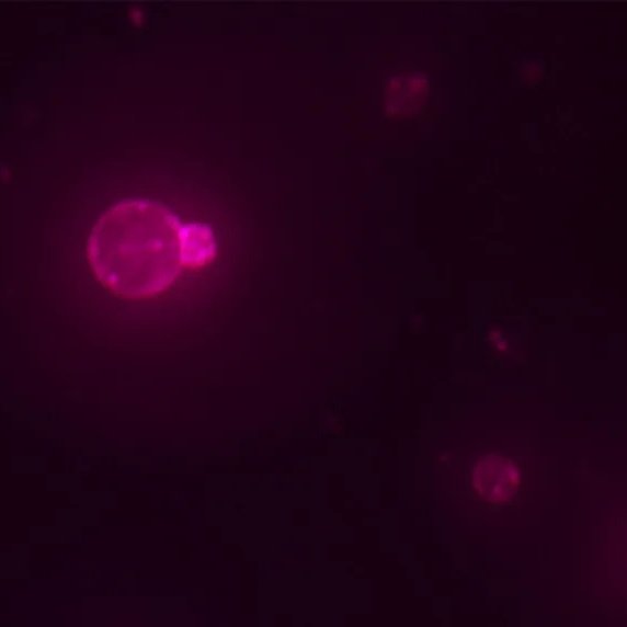 CuriosityonX's tweet photo. 🚨: Scientists build a cell from scratch for the first time — it feeds, grows, and divides like life itself.

The lab-made creation is the most advanced synthetic cell ever built, completing a full growth-and-division cycle using only nonliving chemical parts. https://t.co/Tzyqq3sne8