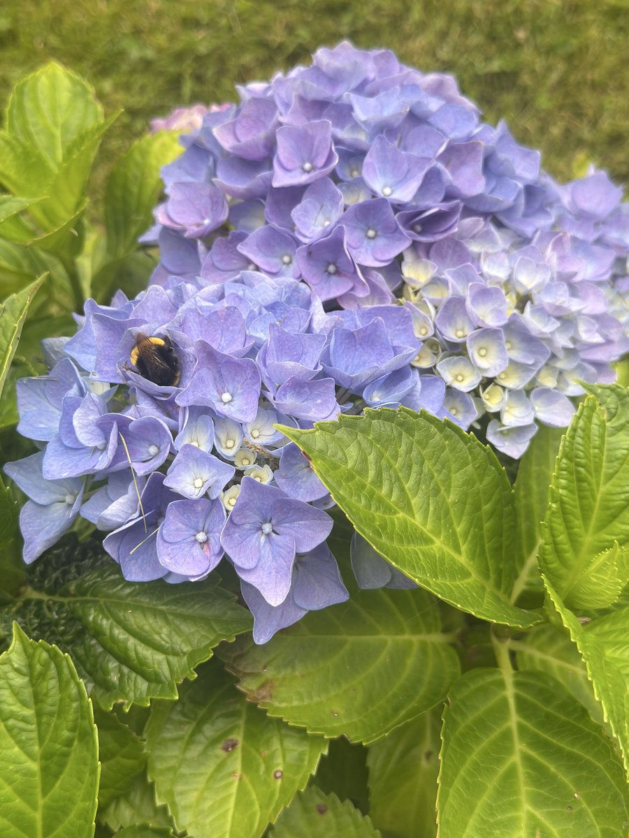 Tweet image