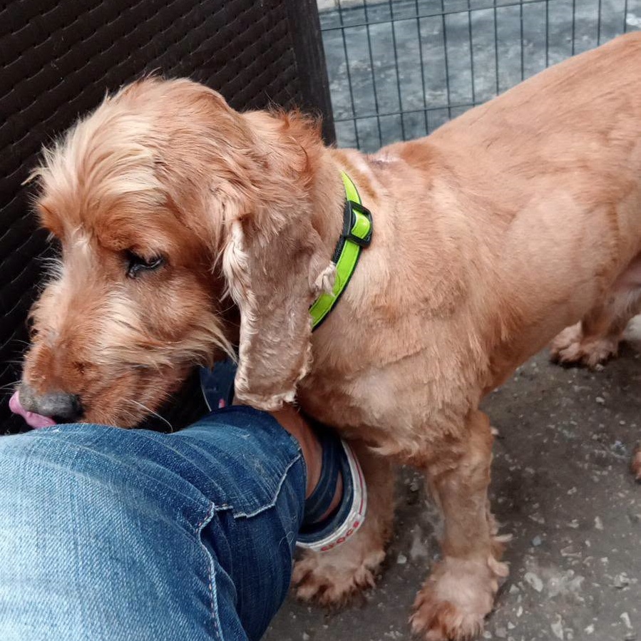 SosAbuelos1's tweet photo. #CANTABRIA
Este bomboncito de 13 años es #TEDDY. Está #sordito y casi #ciego. 

Teddy lo pone muy fácil; es un abuelito estupendo que solo busca tranquilidad. Además, es sociable con gatos y perros

¡Pregunta por él!!

Contacto: 673 30 77 15 // lcasadementa@gmail.com https://t.co/HILW5RpFvI