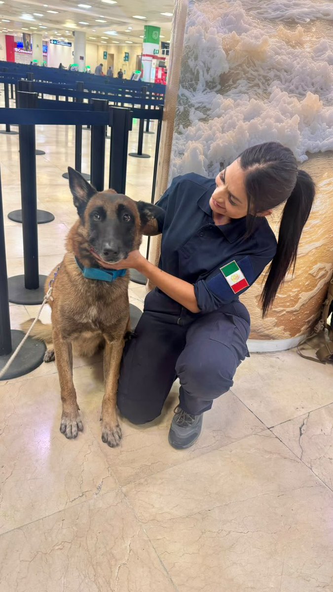 AytoCancun's tweet photo. También enviamos nuestro reconocimiento a  🐾 Chopper, quien junto a su equipo, forma parte de esta importante misión demostrando el valor, la disciplina y el trabajo que distinguen a los binomios caninos de rescate. 🐕🦺
(3/3)

#CancúnNosUne #PorLaTransformación 🤝 https://t.co/dVdYzGyJfy