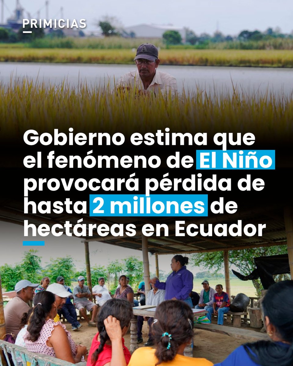 Primicias's tweet photo. El fenómeno de El Niño tendrá su mayor intensidad entre los meses de octubre de 2026 y enero de 2027. En el escenario más extremo, podrían perderse hasta 2 millones de hectáreas.  https://t.co/SvIrAw82nI https://t.co/mUJ61w1Li4