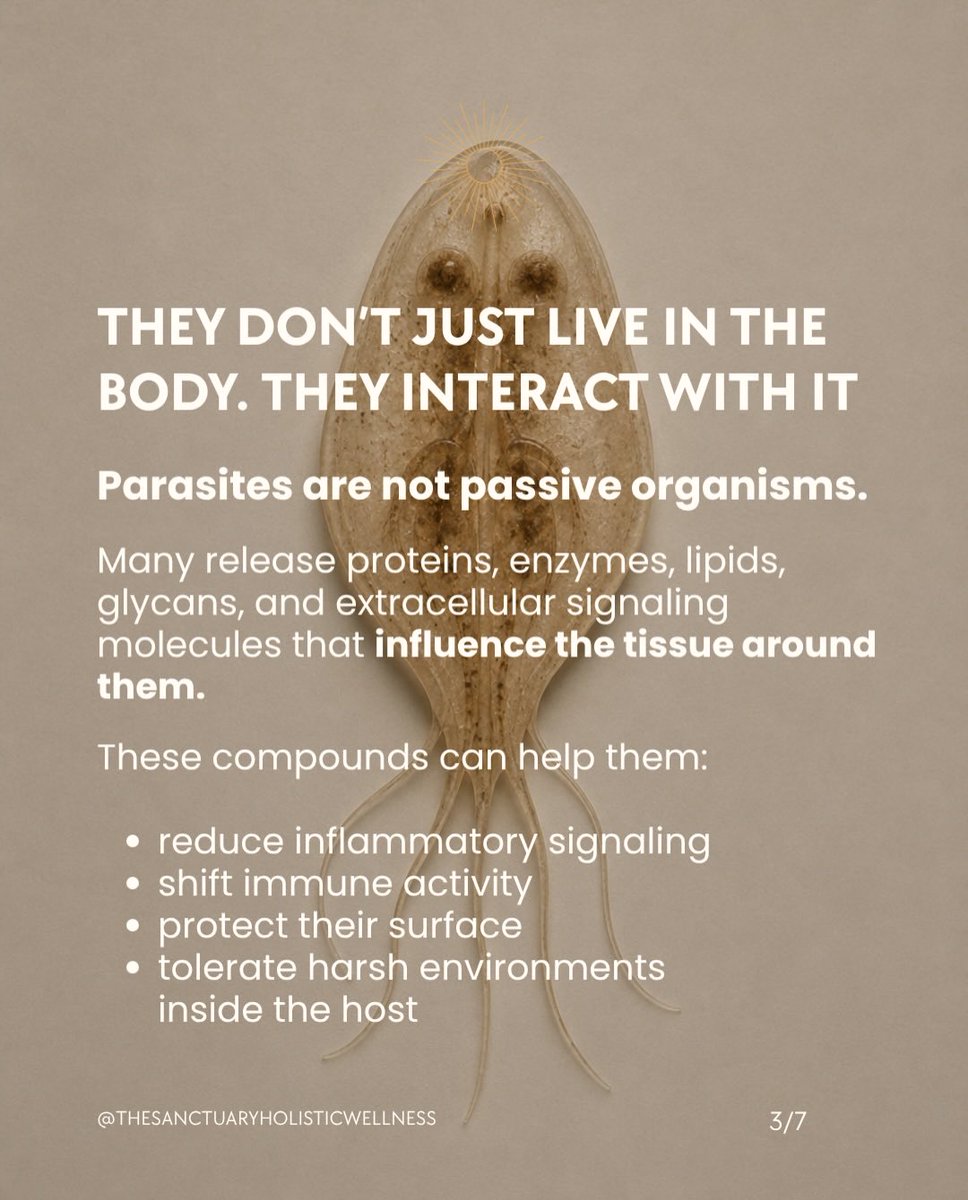 parasitedetox's tweet photo. One of the biggest reasons this topic is misunderstood is because people expect parasites to behave like an acute infection. High fever. Severe illness. A positive test. A straightforward diagnosis. But many organisms don’t survive by announcing their presence. They survive by adapting. Over thousands - even millions of years, parasites have evolved alongside their hosts. The ones that persisted weren’t necessarily the strongest. They were the ones that could exist with the least amount of disruption while influencing the environment around them just enough to survive. That’s what “stealth” means. Not invisible. Not magical. Adapted. It also helps explain why this topic can be so confusing. A negative stool test doesn’t always mean an organism was never there. It means none were detected in that particular sample. Some organisms don’t consistently shed into stool, some spend portions of their life cycle outside the intestinal lumen, and no single test is designed to detect every possibility. It’s also why this isn’t a topic that’s discussed extensively in many conventional medical settings. Most medical education focuses on diagnosing and treating acute parasitic infections. Chronic, low-level, or difficult-to-detect presentations may receive far less attention. Understanding these survival strategies isn’t about creating fear or assuming parasites are behind every symptom. It’s about appreciating how incredibly adaptive biology is. When we understand how the body and microorganisms interact, we stop looking for simple answers to complex problems. Healing isn’t just about removing what’s unwanted. It’s about rebuilding a body that’s resilient enough to do what it was designed to do. The more you understand your biology, the more empowered you become to ask better questions, make informed decisions, and take an active role in your own health.
