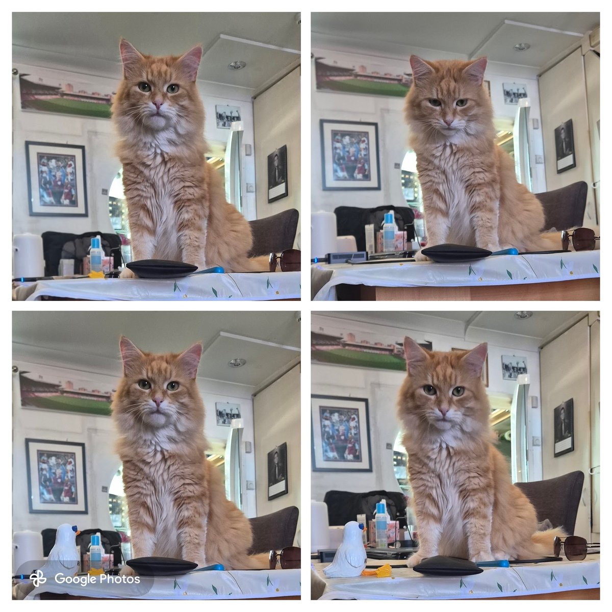 GingerGatsby24's tweet photo. I'm the King of the castle. https://t.co/ysqA4QtpIP