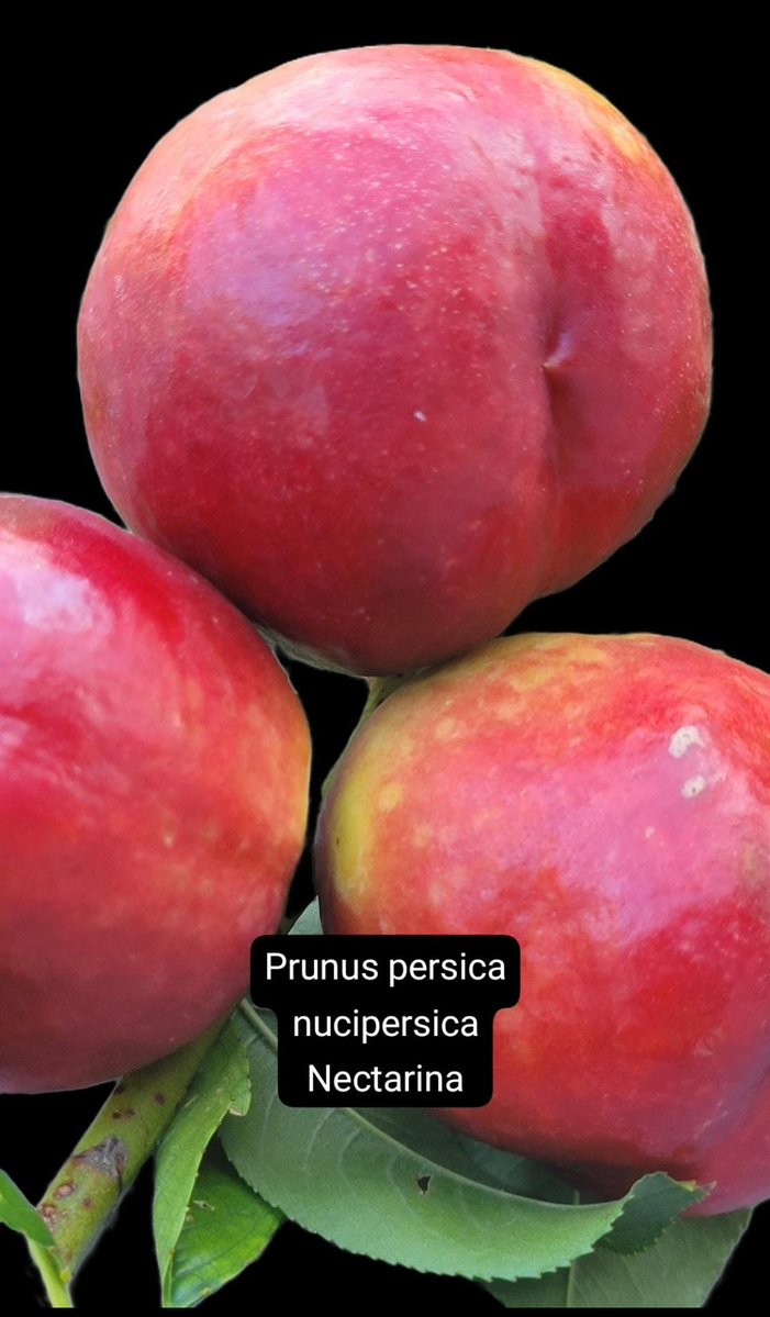 elpicapedrero's tweet photo. Prunus persica nucipersica
Nectarina

#Prunuspersicanucipersica
#Nectarina
-------------
#Cascante
#huertoto
#doseuros
#Julio2026
#verano2026
#unafloraldia

@seguidores 

202607012135 https://t.co/xY6Slb6b9E