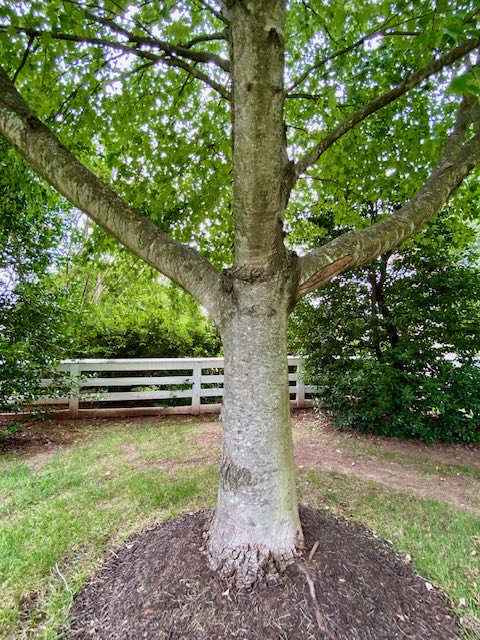 LiciousCoffee's tweet photo. The 🌎 is full of amazing contents, see it, recognize it, create IT—find Art in Nature.
🎁 I create #TreeArt
I🧐this🌿🌳🌿 & immediately thought “torn biceps.” Took only📸4 shots as that was my creative view
#Nature #NaturePhotography #Photography #PhotographyIsArt #Tree #Park https://t.co/NCXXOS6Zkz